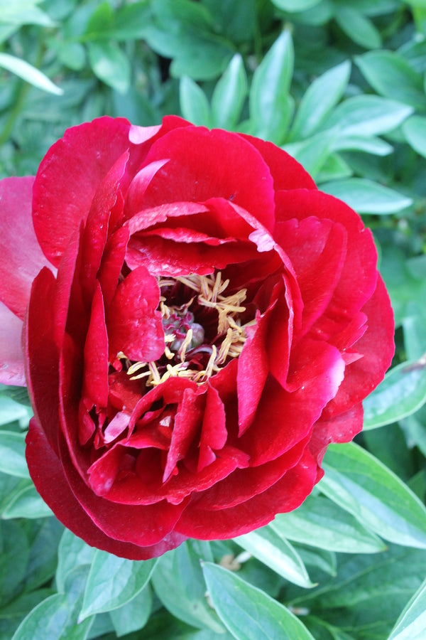 Image of Paeonia 'Buckeye Belle' taken at Goteborg BG, Sweden by JLBG