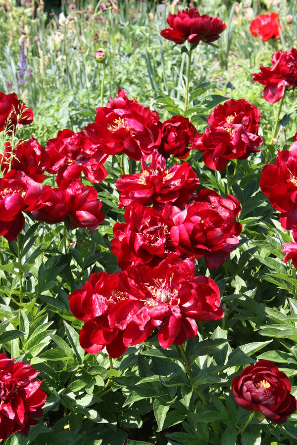 Image of Paeonia 'Buckeye Belle' taken at Toronto Botanical Gdn, Canada by JLBG