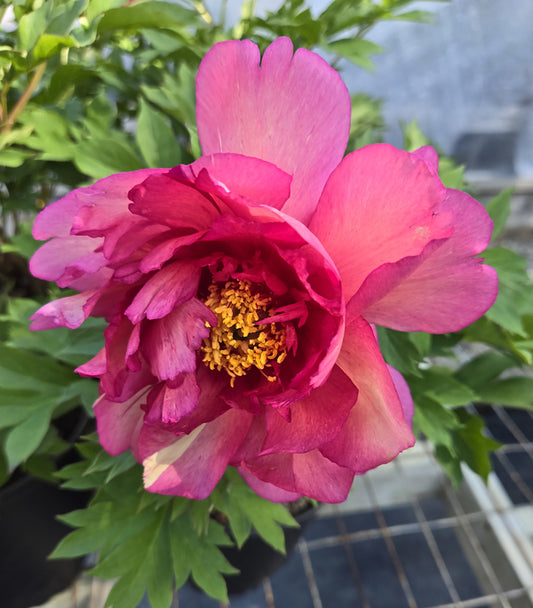Image of Paeonia 'Julia Rose' taken at Juniper Level Botanic Gdn, NC by JLBG