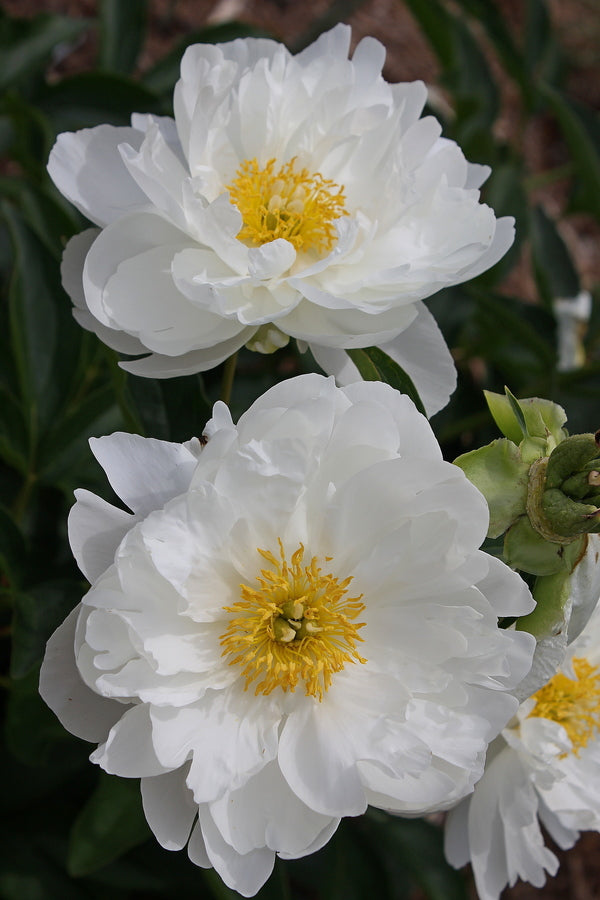 Image of Paeonia 'Miss America' taken at Juniper Level Botanic Gdn, NC by JLBG