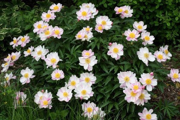 Image of Paeonia lactiflora taken at J.C. Raulston Arboretum, NC