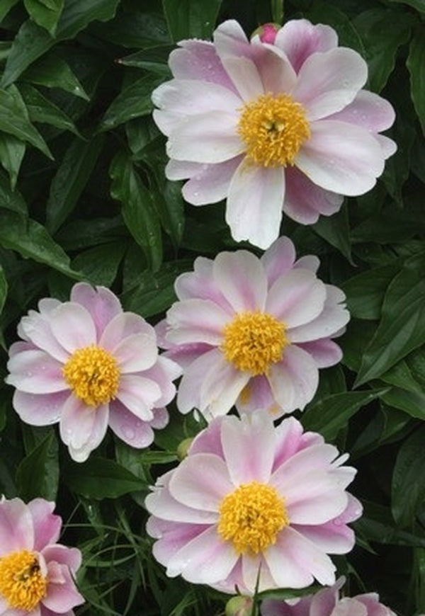 Image of Paeonia lactiflora taken at J.C. Raulston Arboretum, NC