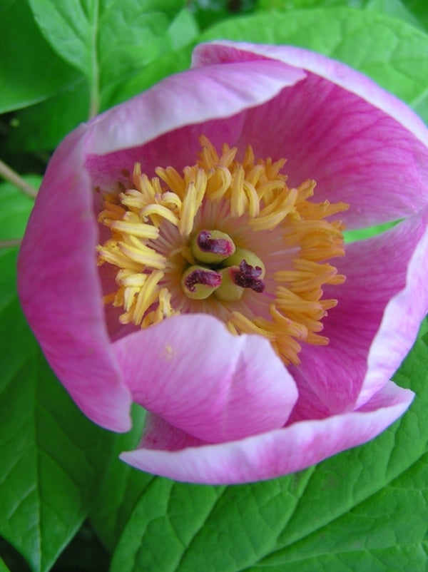 Image of Paeonia obovata taken at L. Girton Gdn, IA by L. Girton
