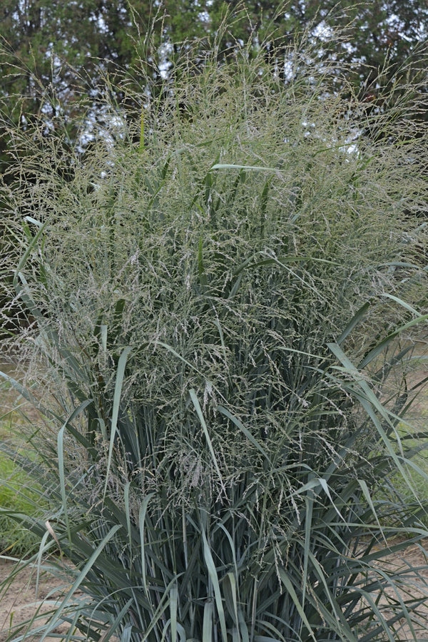 Image of Panicum virgatum 'Blue Fountain' PP 28,192 taken at Walters Gardens, MI by Walters Gardens