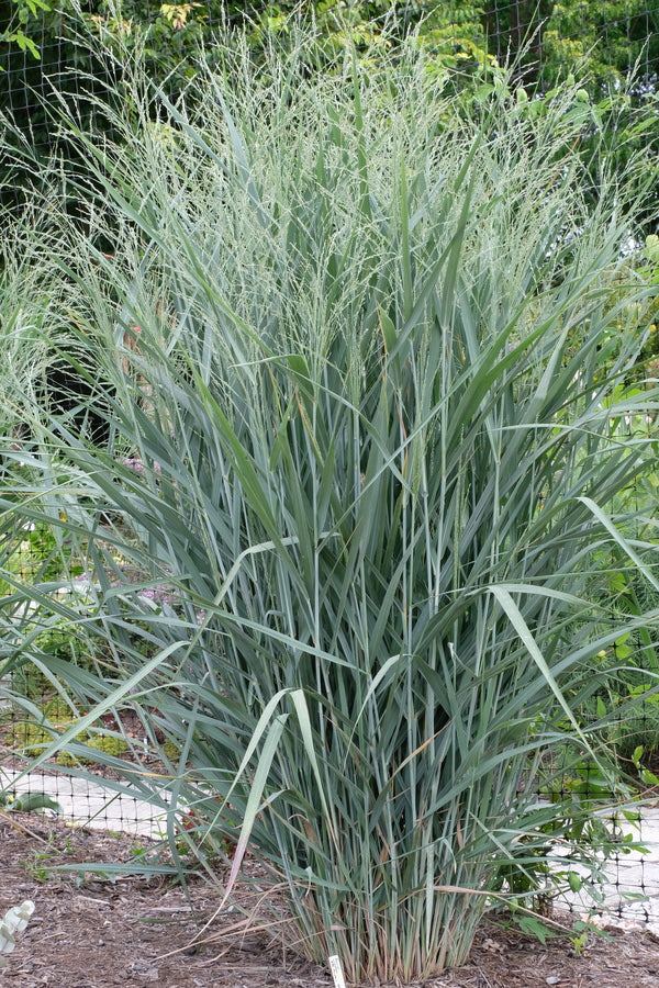 Image of Panicum virgatum 'Blue Fountain' PP 28,192 taken at Juniper Level Botanic Gdn, NC by JLBG