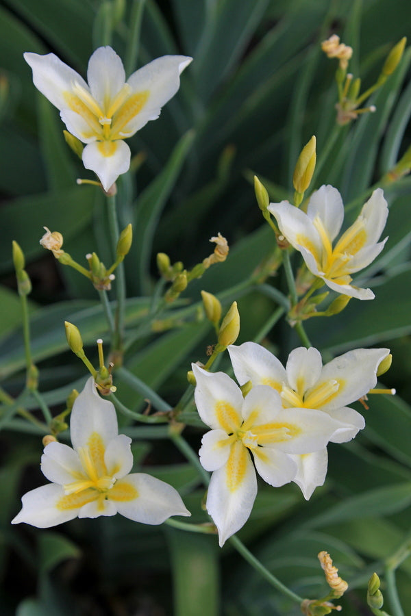 Image of Pardancanda norrisii 'Vanilla Frost' taken at Juniper Level Botanic Gdn, NC by JLBG
