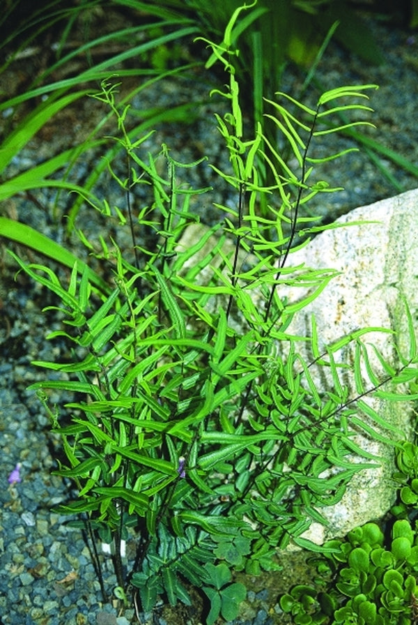 Image of Pellaea atropurpurea taken at Juniper Level Botanic Gdn, NC by JLBG