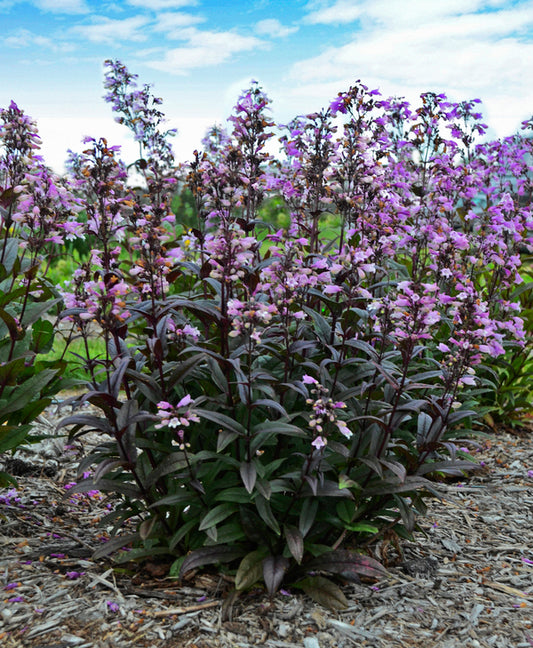 Image of Penstemon 'Blackbeard' PP 30,052 taken at Walters Gardens, MI by Walters Gardens