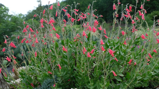 Image of Penstemon baccharifolius taken at Juniper Level Botanic Gdn, NC by JLBG