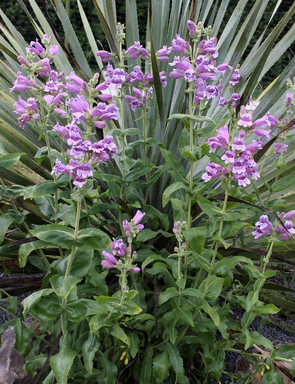 Image of Penstemon cobaea taken at Juniper Level Botanic Gdn, NC by JLBG