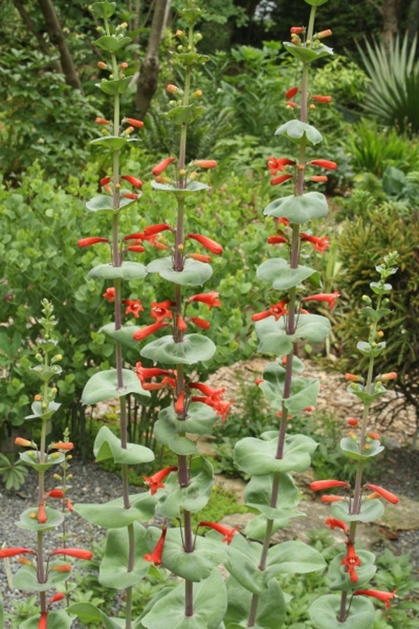 Image of Penstemon murrayanus taken at Juniper Level Botanic Gdn, NC by JLBG