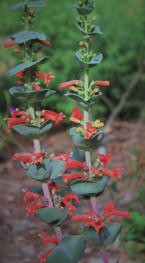 Image of Penstemon murrayanus taken at Juniper Level Botanic Gdn, NC by JLBG