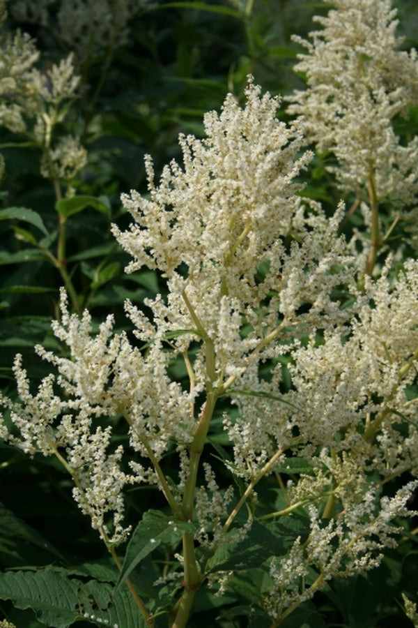 Image of Persicaria polymorpha taken at Juniper Level Botanic Gdn, NC by JLBG