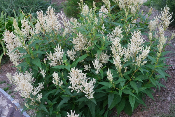 Image of Persicaria polymorpha taken at Juniper Level Botanic Gdn, NC by JLBG