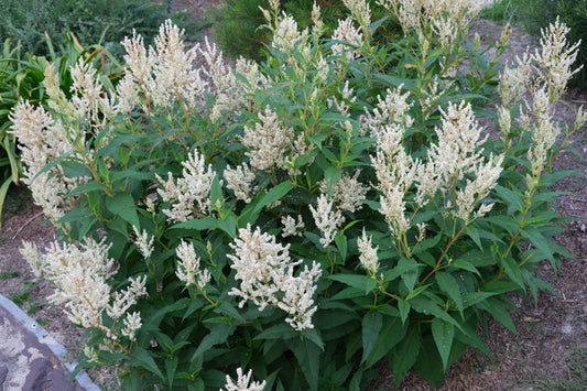 Image of Persicaria polymorpha taken at Juniper Level Botanic Gdn, NC by JLBG