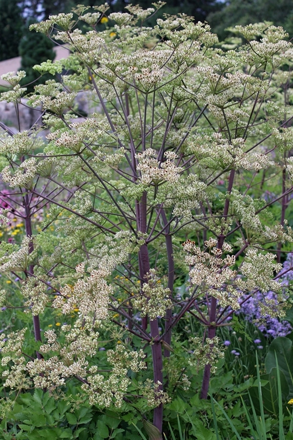 Image of Peucedanum verticillare taken at Denver Botanic Gdn, CO