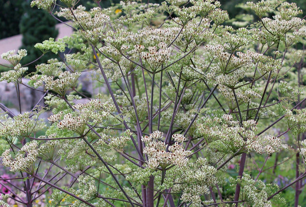Image of Peucedanum verticillare taken at Denver Botanic Gdn, CO