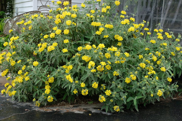 Image of Phlomis fruticosa taken at Juniper Level Botanic Gdn, NC by JLBG
