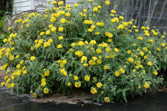 Image of Phlomis fruticosa taken at Juniper Level Botanic Gdn, NC by JLBG