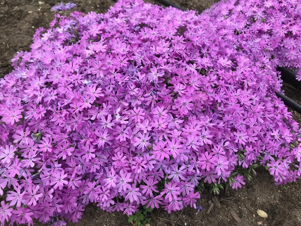 Image of Phlox 'Bedazzled Pink' PP 32,063 taken at Juniper Level Botanic Gdn, NC by H. Hansen