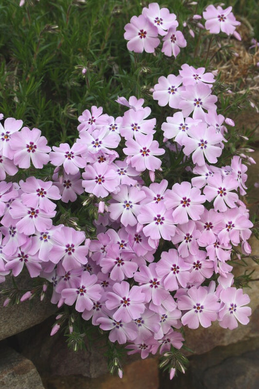 Image of Phlox nivalis 'Eco Flirty Eyes' taken at Juniper Level Botanic Gdn, NC by JLBG