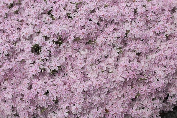 Image of Phlox subulata 'Candy Stripe'