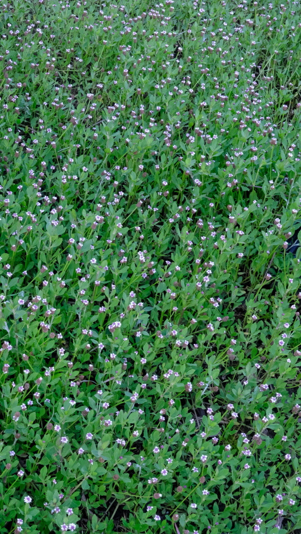 Image of Phyla nodiflora 'Ramble On' taken at Juniper Level Botanic Gdn, NC by JLBG