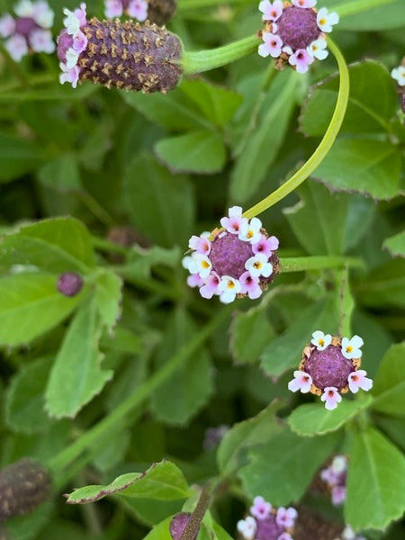 Image of Phyla nodiflora 'Ramble On' taken at Juniper Level Botanic Garden, Raleigh NC by Lidia Churakova