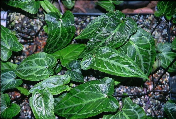 Image of Pinellia discolor 'Yamazaki' taken at R. Herold Gdn, MA