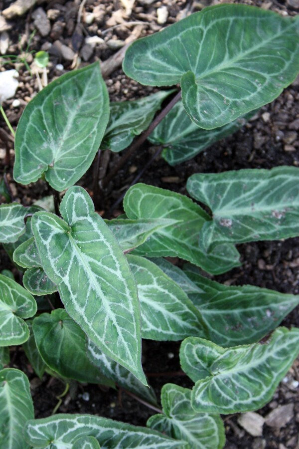 Image of Pinellia discolor 'Yamazaki' taken at Juniper Level Botanic Gdn, NC by JLBG