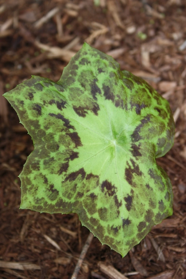 Image of Podophyllum delavayi