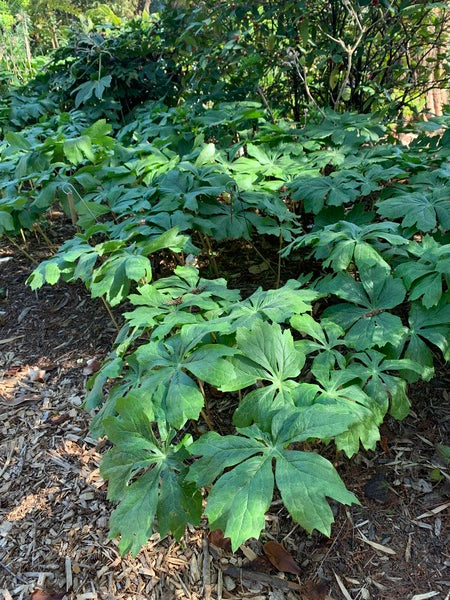 Image of Podophyllum peltatum 'Maid Marion' taken at Juniper Level Botanic Gdn, NC by Lidia Churakova
