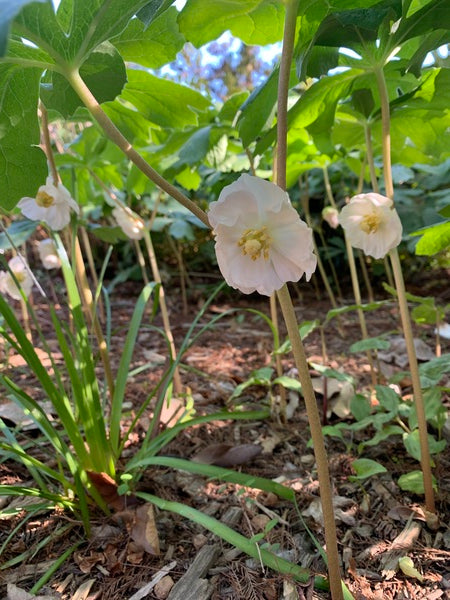 Image of Podophyllum peltatum 'Maid Marion' taken at Juniper Level Botanic Gdn, NC by Lidia Churakova