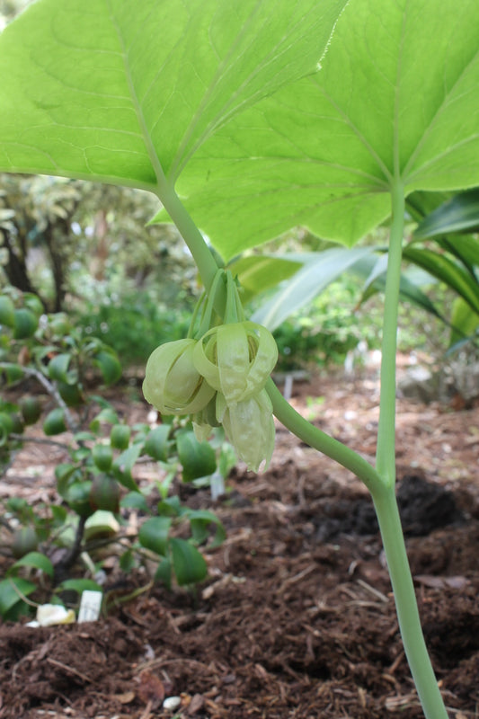 Image of Podophyllum pleianthum 'Snowfall' taken at Juniper Level Botanic Gdn, NC by JLBG