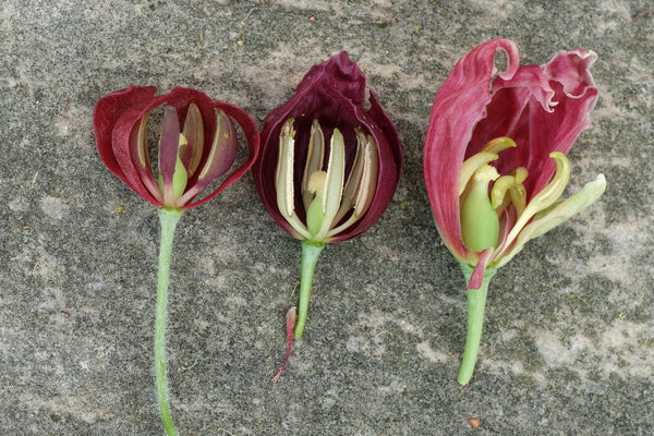 Image of Podophyllum x plereale 'Snowfall in Love'