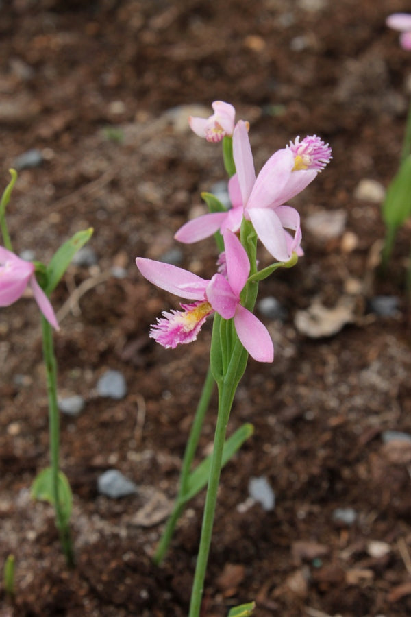 Image of Pogonia ophioglossoides taken at Juniper Level Botanic Gdn, NC by JLBG