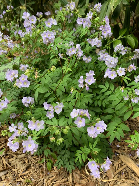 Image of Polemonium reptans 'Blount Blues' taken at Juniper Level Botanic Gdn, NC by Lidia Churakova