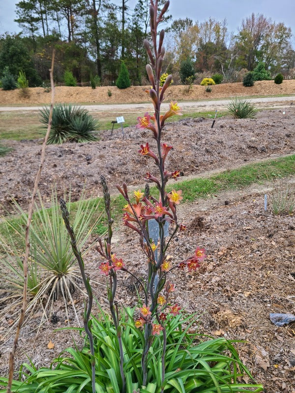 Image of Polifreda 'Peach Flambe' taken at Juniper Level Botanic Gdn, NC by JLBG