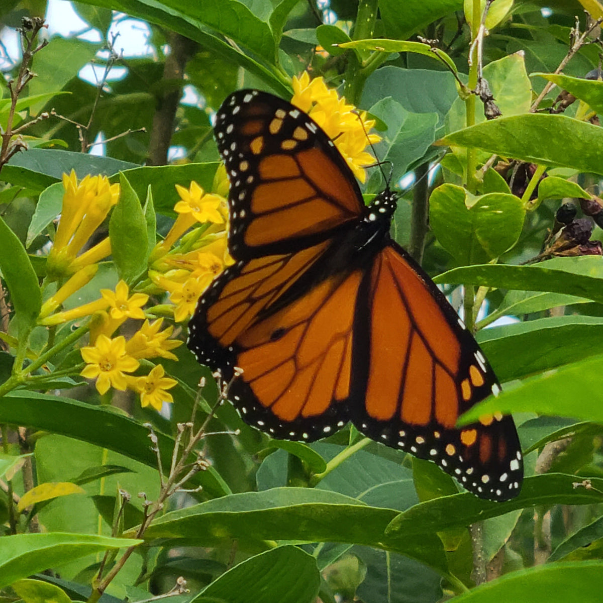 Metamorphosis Magic: Understanding Butterflies - Online Only