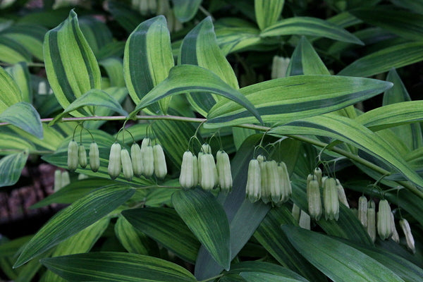 Image of Polygonatum falcatum 'Nippon Sunbeam' taken at Juniper Level Botanic Gdn, NC by JLBG