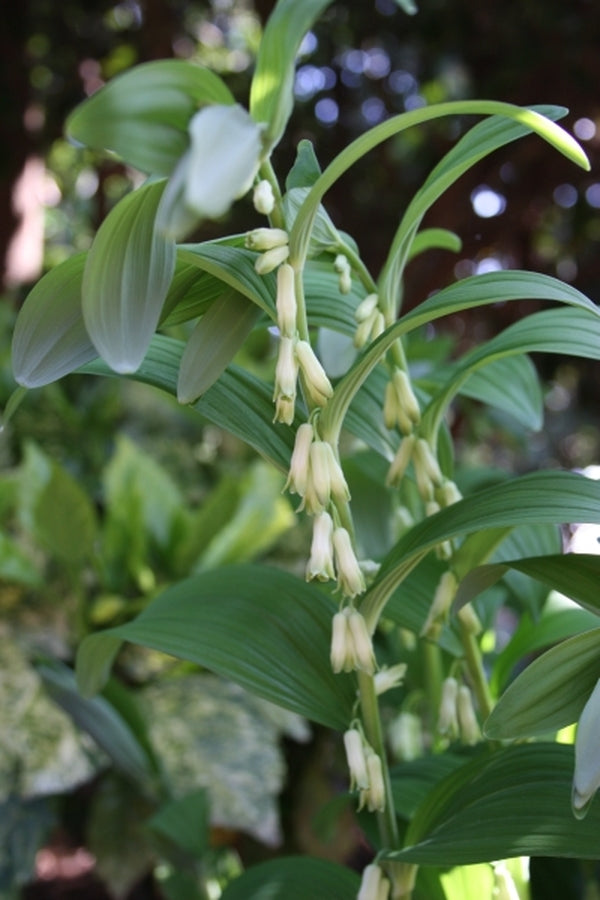 Image of Polygonatum infundiflorum 'Lemon Seoul' taken at Juniper Level Botanic Gdn, NC by JLBG