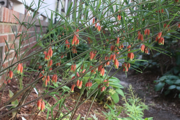 Image of Polygonatum kingianum var. kingianum 'Bellagio' taken at Juniper Level Botanic Gdn, NC by JLBG