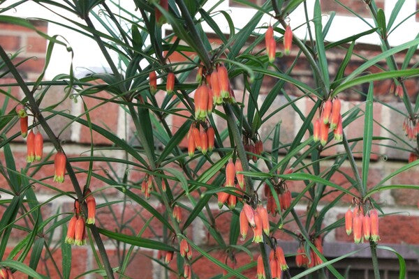 Image of Polygonatum kingianum var. kingianum 'Bellagio' taken at Juniper Level Botanic Gdn, NC by JLBG