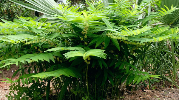Image of Polygonatum macropodum taken at Juniper Level Botanic Gdn, NC by JLBG