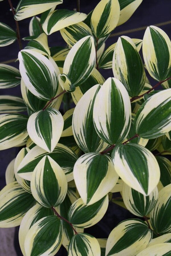 Image of Polygonatum odoratum 'Angel Wing' PP 21,543 taken at Walters Gardens, MI by T. Avent