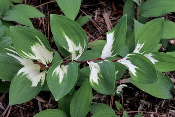Image of Polygonatum odoratum 'Byakko' taken at Juniper Level Botanic Gdn, NC by JLBG