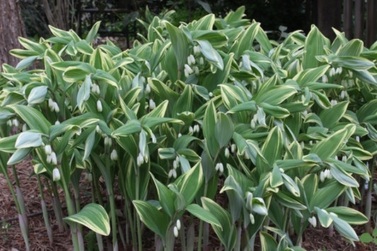 Image of Polygonatum odoratum 'Variegatum' taken at Juniper Level Botanic Gdn, NC by JLBG