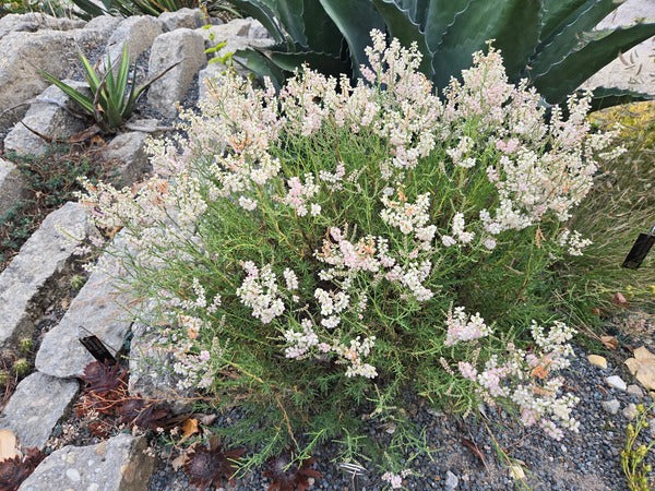 Image of Polygonella americana 'Hempstead Prairie' taken at Juniper Level Botanic Gdn, NC by JLBG
