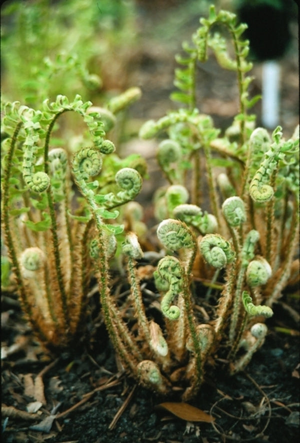 Image of Polystichum acrostichoides taken at Juniper Level Botanic Gdn, NC by JLBG