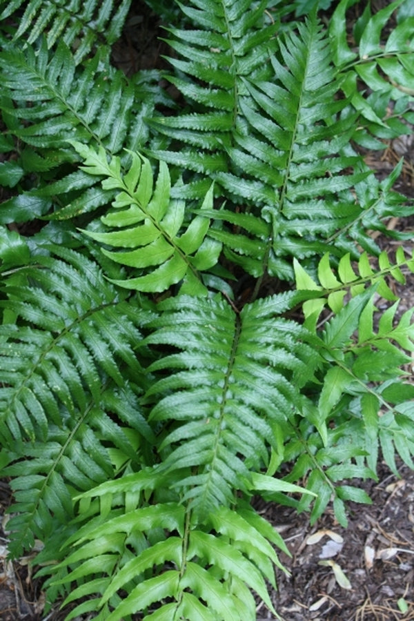 Image of Polystichum lepidocaulon taken at Juniper Level Botanic Gdn, NC by JLBG
